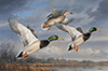 mallards