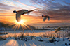pheasants