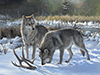 wolves