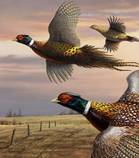 Pheasant painting detail
