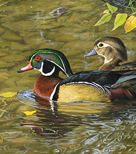 wood duck detail