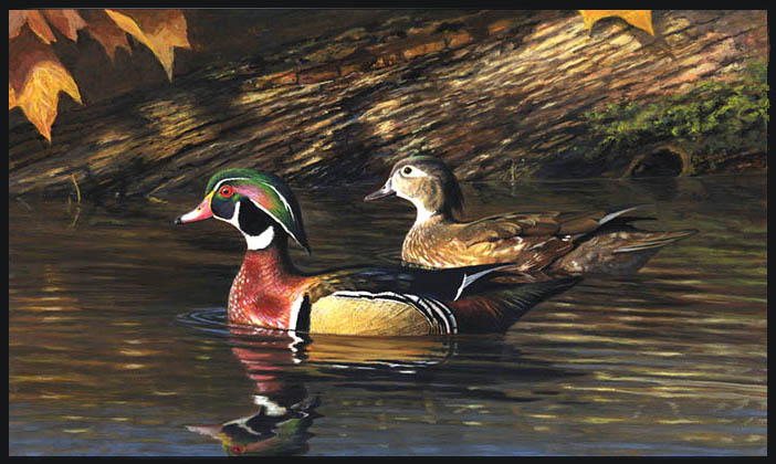 wood duck pair